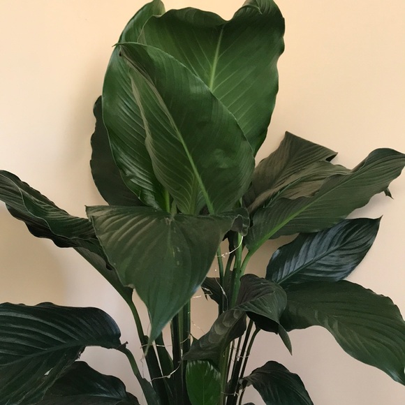 Meet your Posher, Morgan - Picture 1 of 1